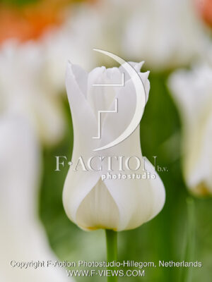 Ballade White