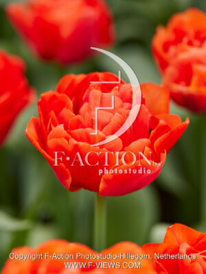 Tulipa 508