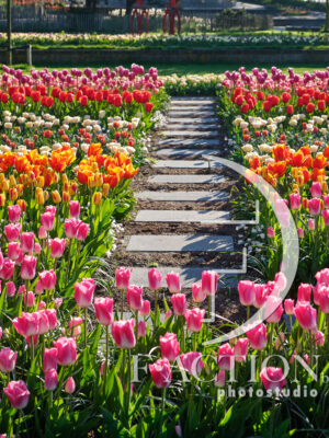 Tulipa Garden Mixed