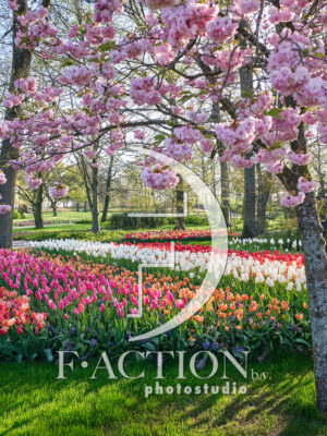 Tulipa Garden