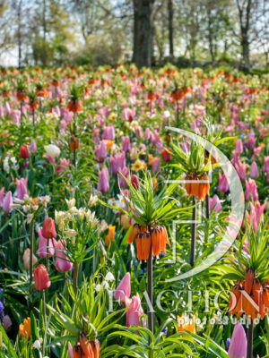Spring Garden Mixed