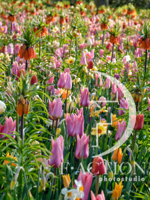 Spring Garden Mixed