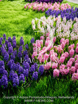 Hyacinthus Garden mixed