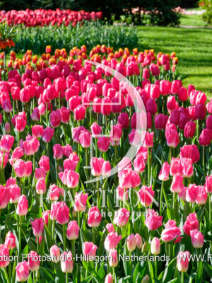 Tulipa Garden Mixed