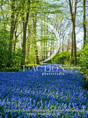 Muscari Garden