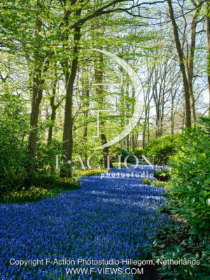 Muscari Garden