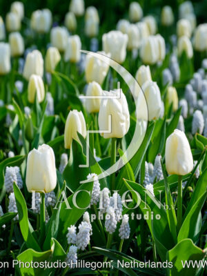 Tulipa Garden
