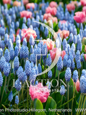 Muscari Spring Garden