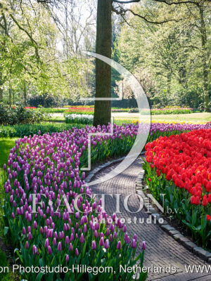 Tulipa Garden Mixed
