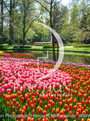 Tulipa Garden Mixed