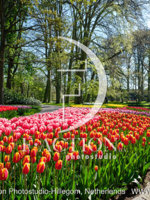 Tulipa Garden Mixed