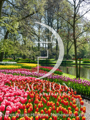 Tulipa Garden Mixed