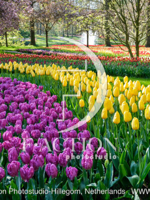 Tulipa Garden Mixed