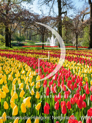 Tulipa Garden Mixed