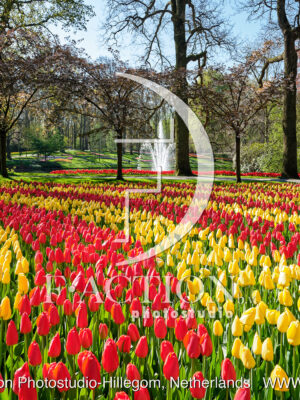 Tulipa Garden Mixed