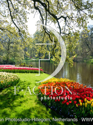 Tulipa Garden Mixed