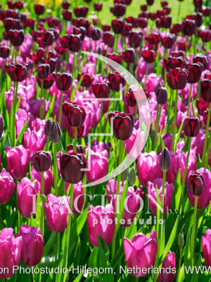 Tulipa Garden Mixed