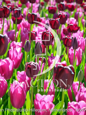 Tulipa Garden Mixed