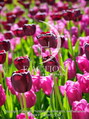 Tulipa Garden Mixed