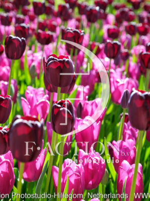 Tulipa Garden Mixed