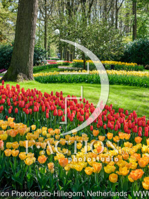 Tulipa Spring Garden