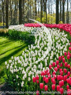Tulipa Spring Garden
