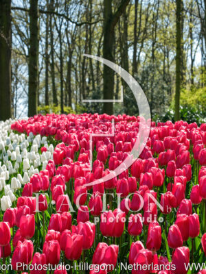 Tulipa Spring Garden