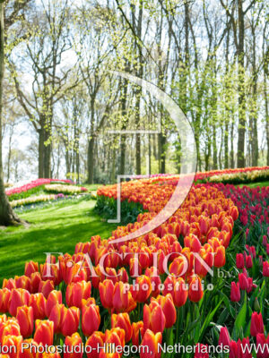 Tulipa Spring Garden