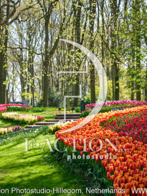 Tulipa Spring Garden