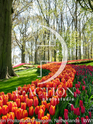 Tulipa Spring Garden