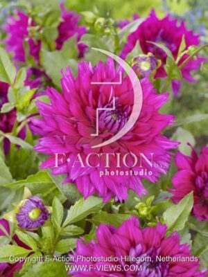 Fuchsia Charm