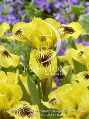 pumila Eyebright
