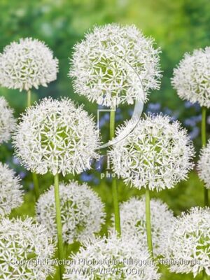 White Giant