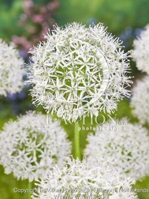 White Giant