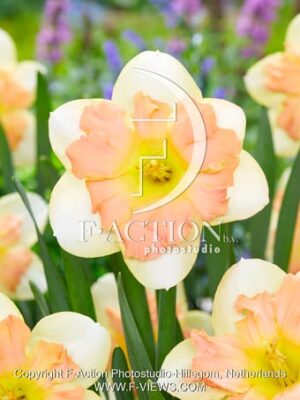 Peachy Dream