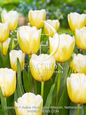 Lemon Chiffon