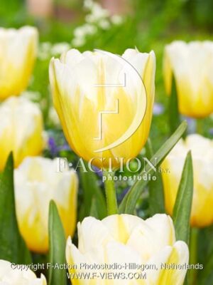 Lemon Chiffon
