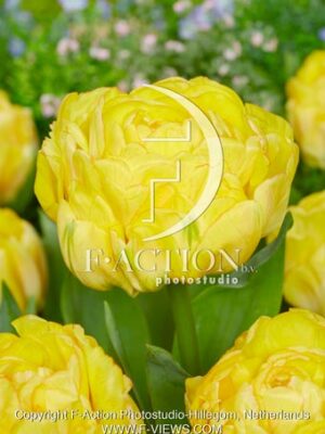 Bombastic Yellow