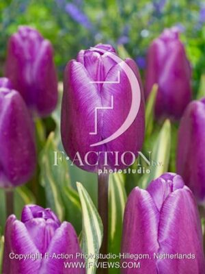 Purple Flag Design