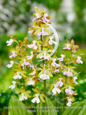 Calanthe
