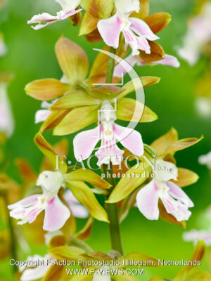 Calanthe