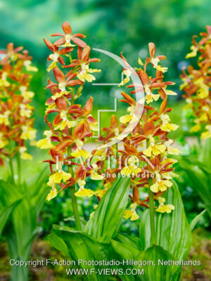 Calanthe sieboldii- Kozu