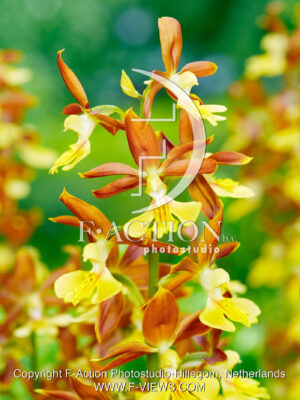 Calanthe sieboldii- Kozu