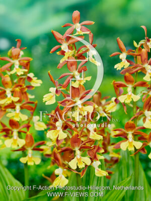 Calanthe sieboldii- Kozu