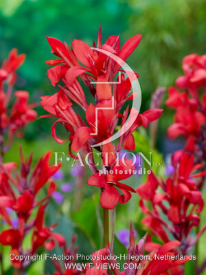 Red Perfection