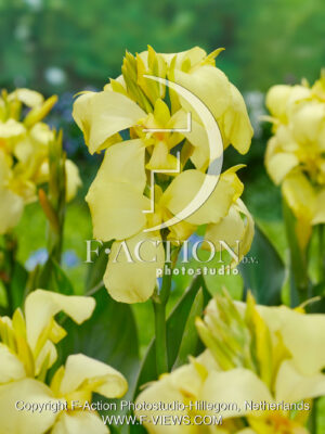 Shining Lemon