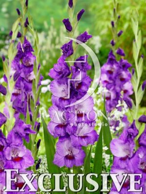 Purple Party