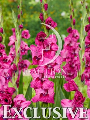 Mystic Magenta
