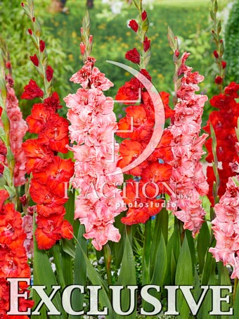 Tango Passion-Strawberry Swirl