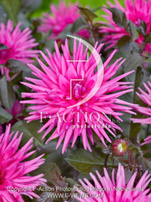 Electro Pink